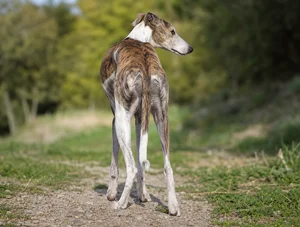 Spanish Greyhound — rear