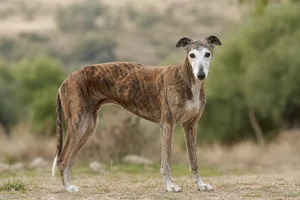 Spanish Greyhound — senior