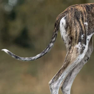 Spanish Greyhound — tail