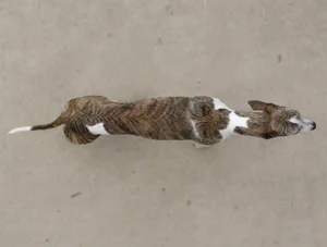 Spanish Greyhound — top