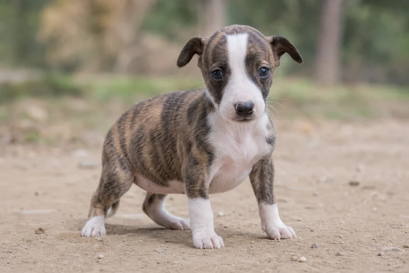 Spanish Greyhound — young puppy (~1 mo)