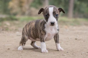 Spanish Greyhound — young puppy (~1 mo)
