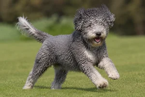 Spanish Water Dog — running