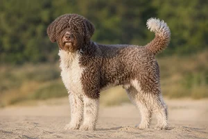 Spanish Water Dog — adult