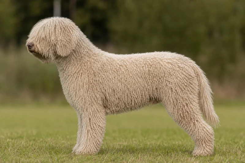 Spanish Water Dog — beige coat