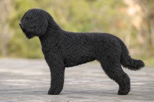 Spanish Water Dog — black coat