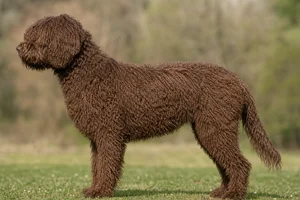 Spanish Water Dog — brown coat