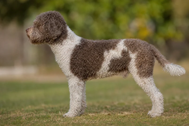 Spanish Water Dog — parti-color coat