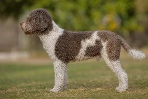 Spanish Water Dog — parti-color coat
