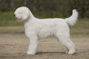Spanish Water Dog — white coat