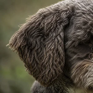 Spanish Water Dog — ears