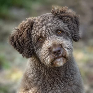 Spanish Water Dog — alert