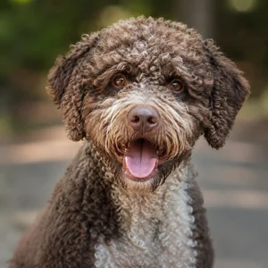 Spanish Water Dog — happy