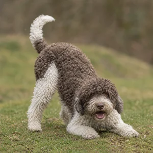 Spanish Water Dog — playful