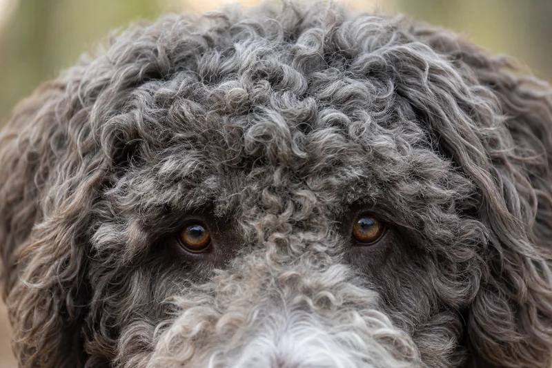 Spanish Water Dog — eyes