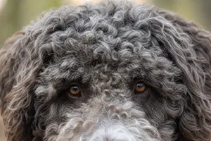 Spanish Water Dog — eyes
