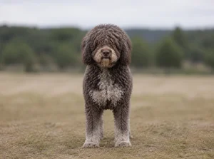 Spanish Water Dog — front