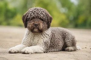 Spanish Water Dog — lying down