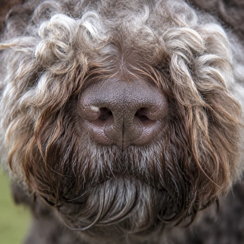 Spanish Water Dog — nose
