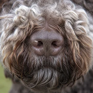 Spanish Water Dog — nose