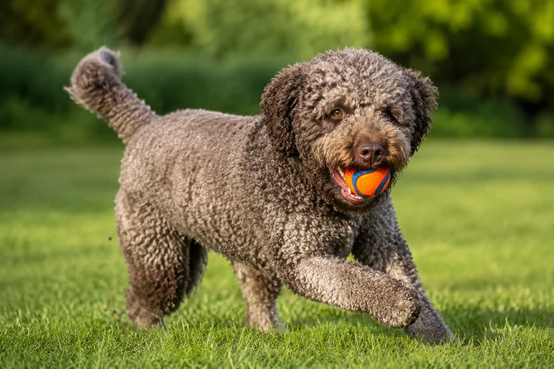 Spanish Water Dog — playing
