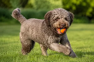 Spanish Water Dog — playing