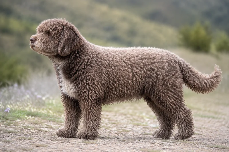 Spanish Water Dog — side