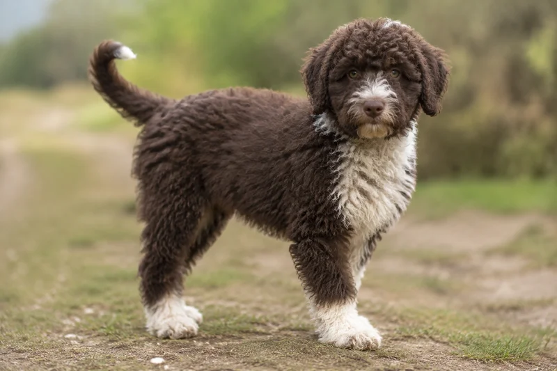 Spanish Water Dog — puppy (~4 mo)