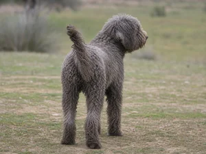 Spanish Water Dog — rear