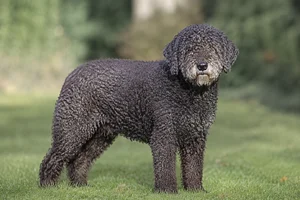 Spanish Water Dog — senior