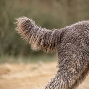 Spanish Water Dog — tail