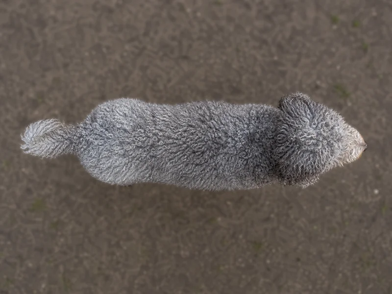 Spanish Water Dog — top