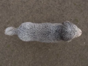 Spanish Water Dog — top
