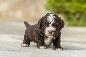 Spanish Water Dog — young puppy (~1 mo)