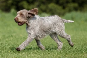 Spinone Italiano — running