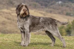 Spinone Italiano — adult