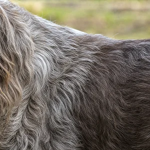 Spinone Italiano — coat texture