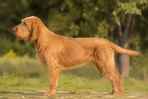 Spinone Italiano — Orange coat