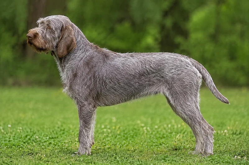 Spinone Italiano — Roan coat