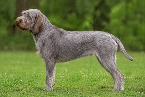 Spinone Italiano — Roan coat