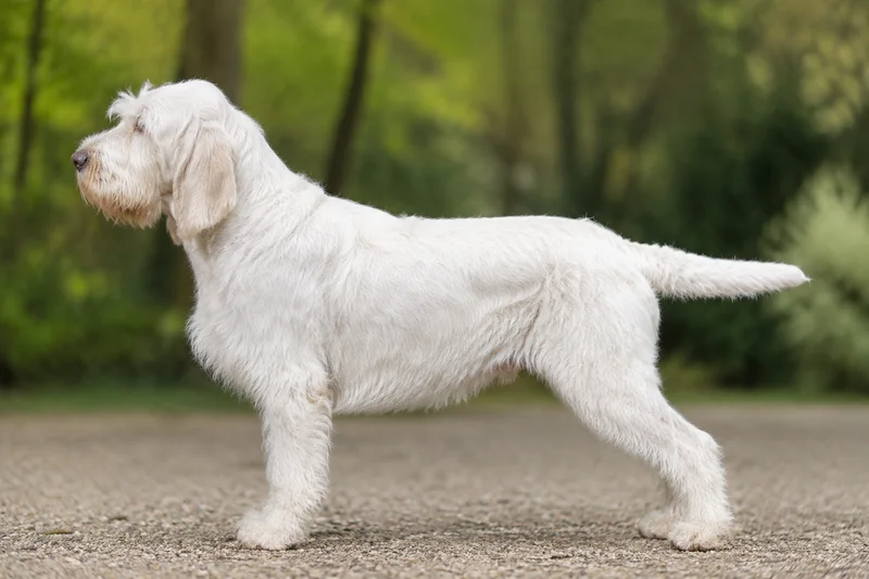 Spinone Italiano — White coat