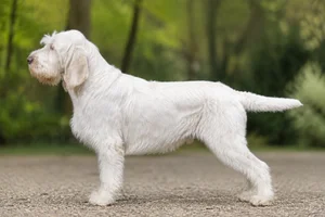 Spinone Italiano — White coat
