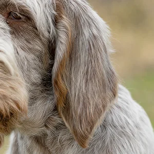 Spinone Italiano — ears