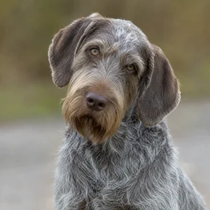 Spinone Italiano — alert