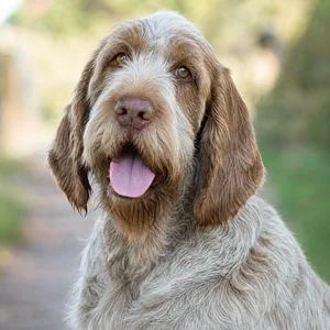 Spinone Italiano — happy