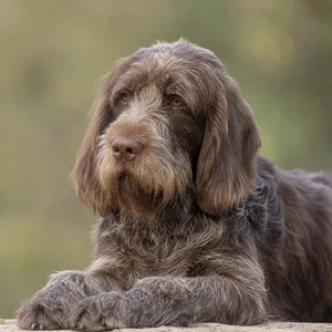 Spinone Italiano — relaxed