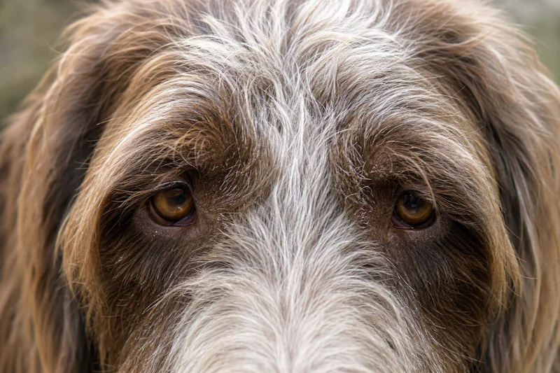Spinone Italiano — eyes