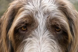 Spinone Italiano — eyes