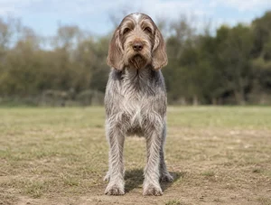 Spinone Italiano — front