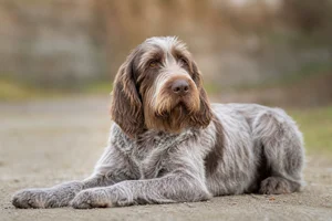 Spinone Italiano — lying down